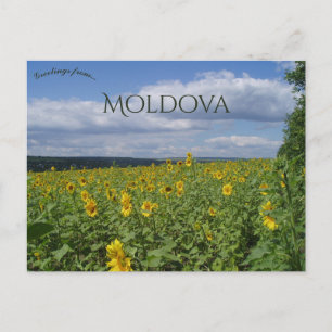 Postal Campo de girasoles en Moldavia