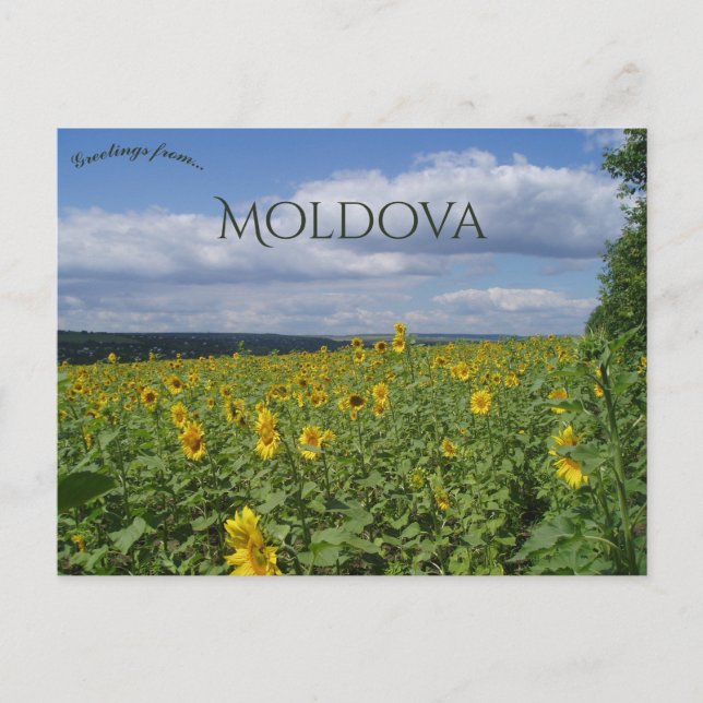 Postal Campo de girasoles en Moldavia (Anverso)