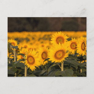 Postal Campo de girasoles luminoso y soleado