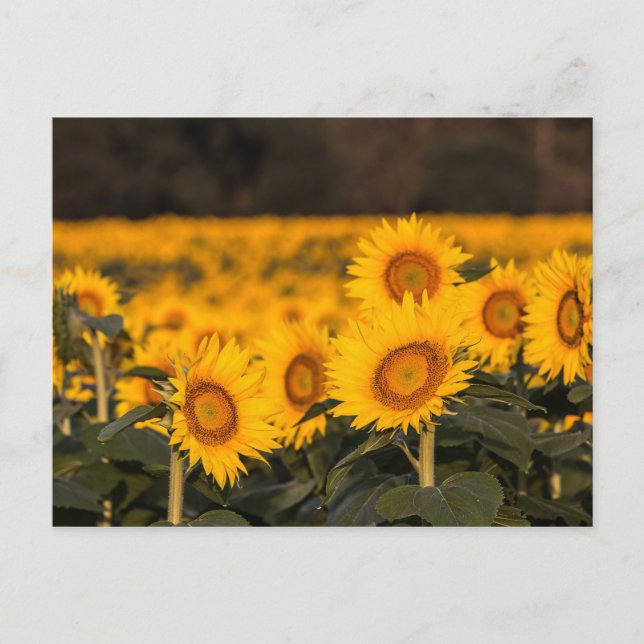 Postal Campo de girasoles luminoso y soleado (Anverso)