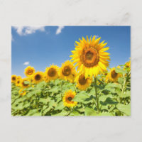 Campo de girasoles Postcard