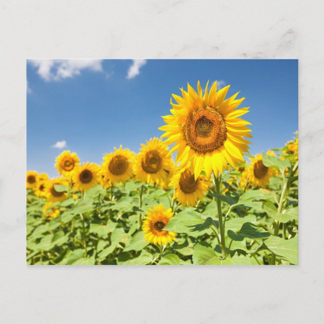 Postal Campo de girasoles Postcard (Anverso)