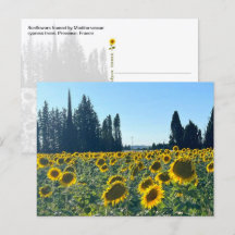 Campo de Girasoles, Provenza, Francia -