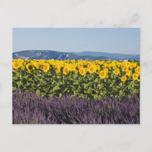 Postal Campo de girasoles y flores de lavanda,