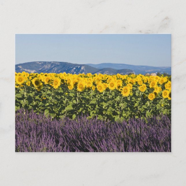 Postal Campo de girasoles y flores de lavanda, (Anverso)