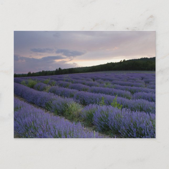 Postal Campo de la lavanda en la puesta del sol (Anverso)