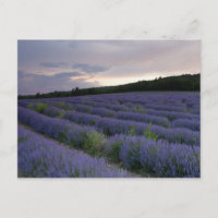 Campo de la lavanda en la puesta del sol