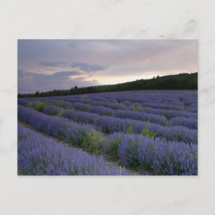 Postal Campo de la lavanda en la puesta del sol