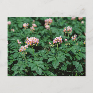 Postal Campo de la papa