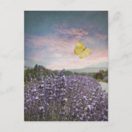 Postal Campo de las flores de la lavanda, cielo azul,