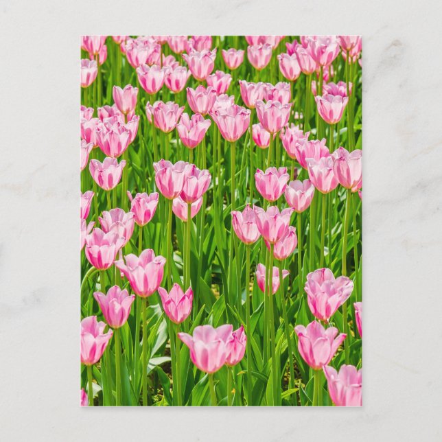 Postal Campo de las flores de tulipán rosadas (Anverso)