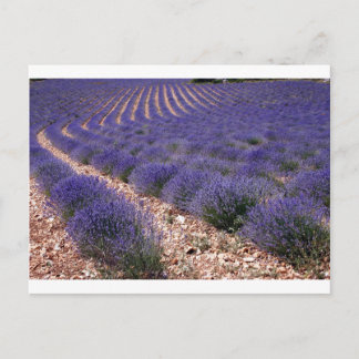 Postal Campo de lavanda