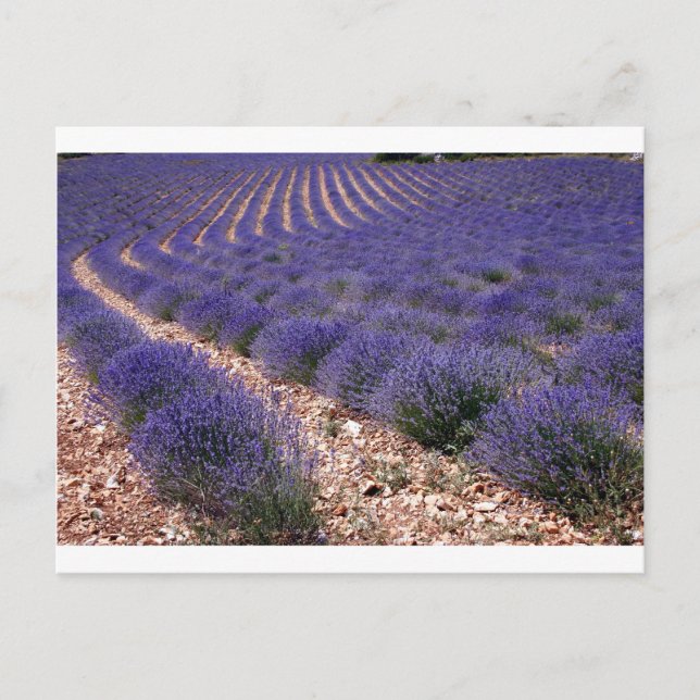 Postal Campo de lavanda (Anverso)