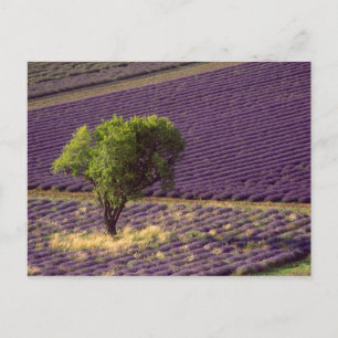 Postal Campo de lavanda en Alta Provenza, Francia