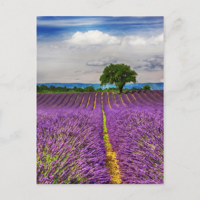 Postal Campo de lavanda pintoresco, Francia (Anverso)