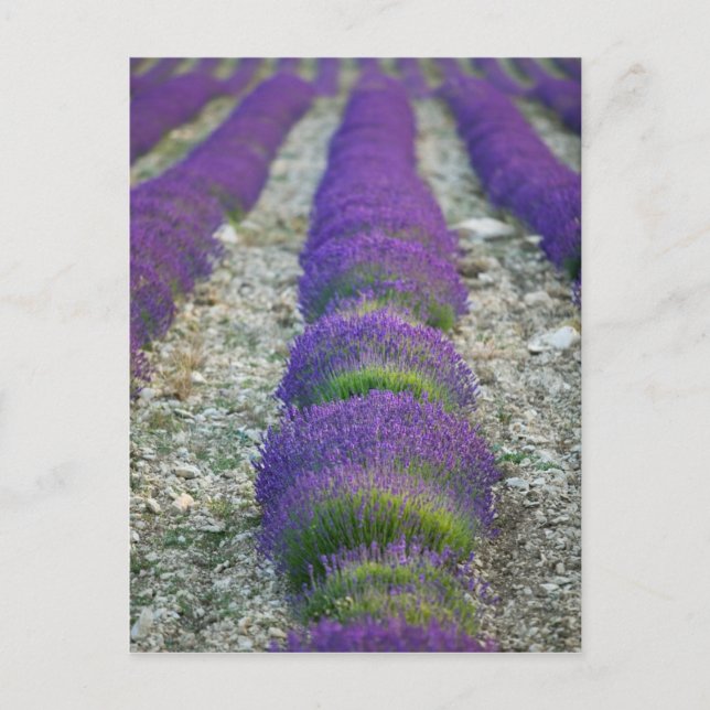 Postal Campo de lavanda, Provenza, Francia (Anverso)