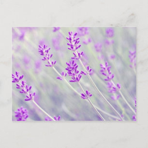 Postal Campo de Lavender