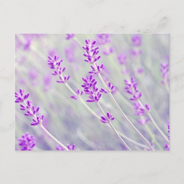 Postal Campo de Lavender (Anverso)