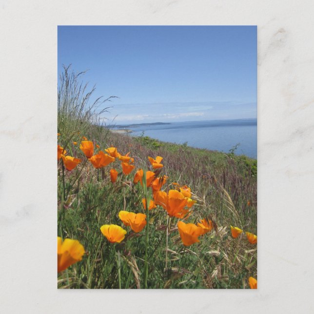 Postal Campo de los Coppies (Anverso)