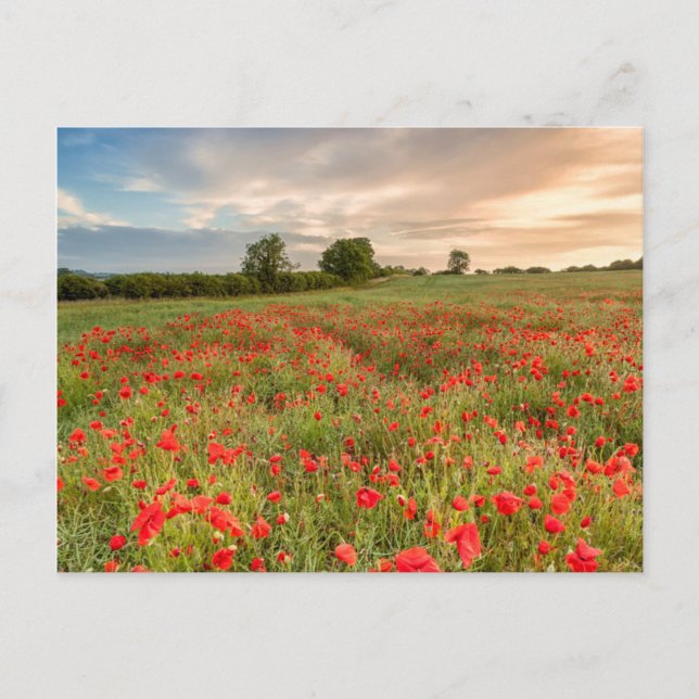 Postal Campo de los Coppies (Anverso)