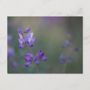 Postal campo de Lupine