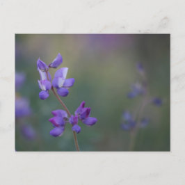 Postal campo de Lupine