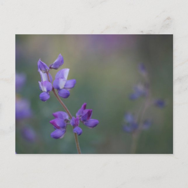 Postal campo de Lupine (Anverso)