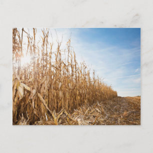 Postal Campo de maíz parcialmente cosechado