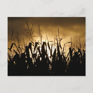 Postal Campo de maíz Silhouettes
