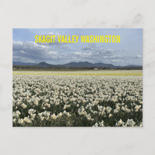 Postal Campo de Narcisos del Valle Skagit Washington Esta