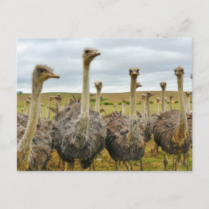Postal Campo de Ostriches