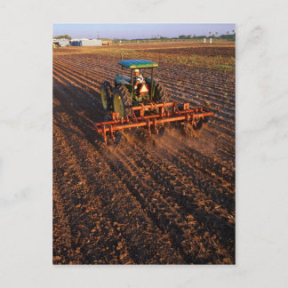 Postal Campo de prueba de algodón