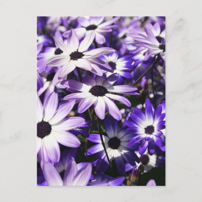 Postal Campo de púrpura (Anverso)