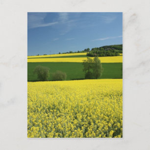 Postal Campo de rapeseed cerca de Bavenhausen, Alemania
