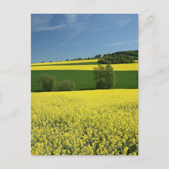 Postal Campo de rapeseed cerca de Bavenhausen, Alemania (Anverso)
