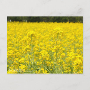 Postal Campo de rapeseed:postal