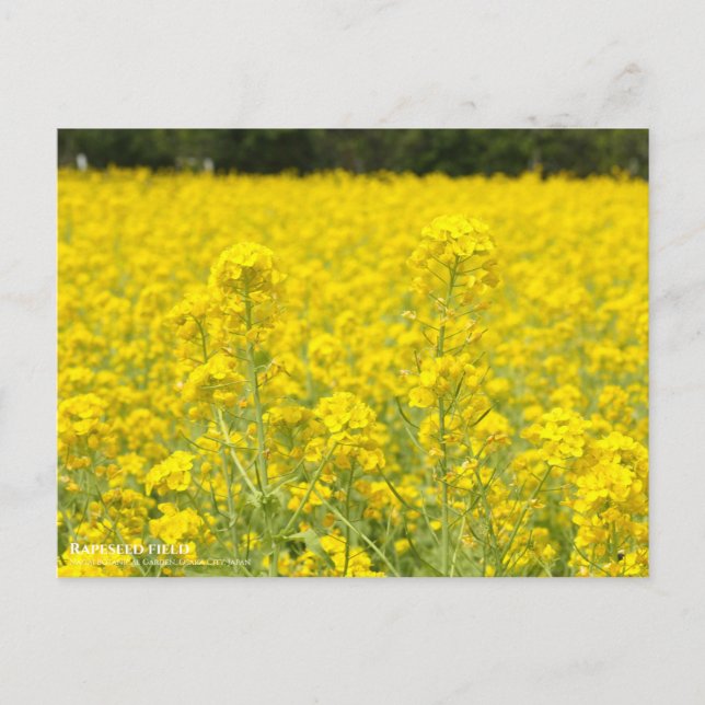 Postal Campo de rapeseed:postal (Anverso)