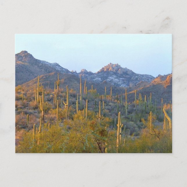Postal Campo de Saguaro Iluminado por el Sol (Anverso)