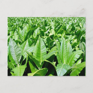 Postal Campo de tabaco