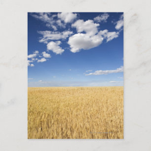 Postal Campo de trigo
