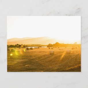 Postal Campo de trigo   Dornoch, Escocia del Norte, Reino