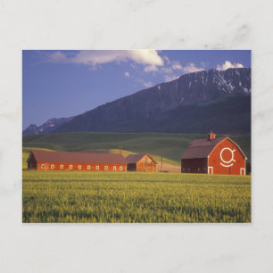 Postal Campo de trigo en el valle de Wallowa, apenas