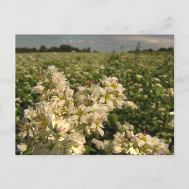 Postal Campo de trigo sarraceno (Anverso)