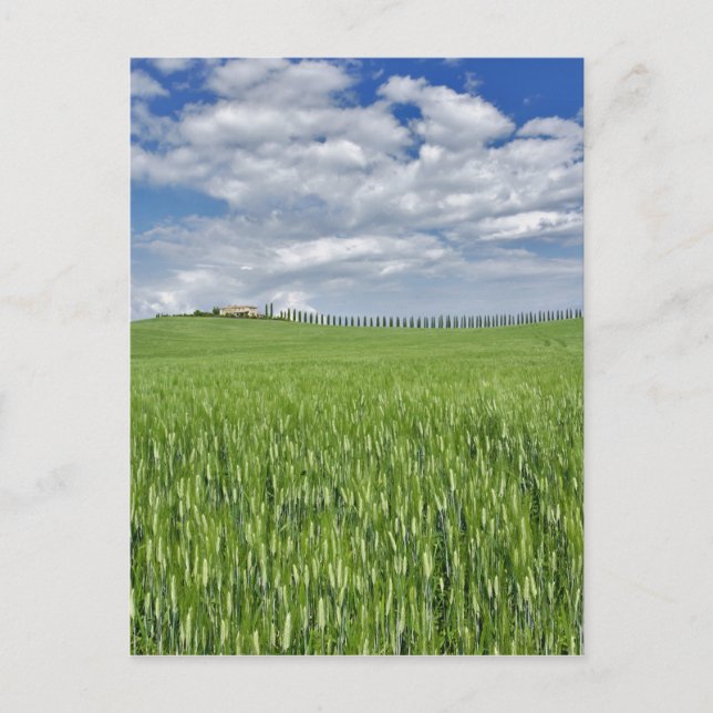 Postal Campo de trigo y accionamiento alineado por ciprés (Anverso)