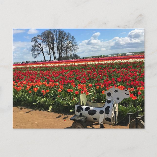 Postal Campo de tulipán con vaca de juguete, Oregón (Anverso)