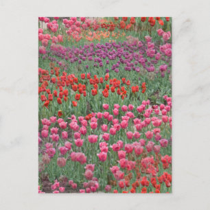 Postal Campo De Tulipanes