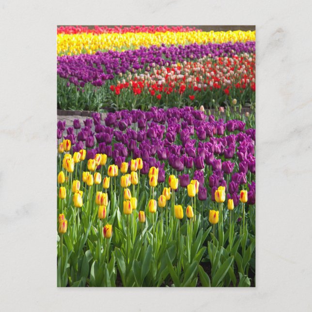 Postal Campo de Tulipanes (Anverso)