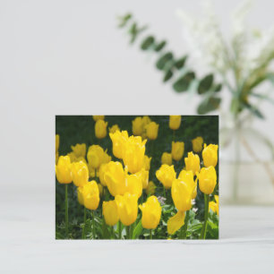 Postal Campo de tulipanes amarillos brillantes