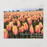 Campo de tulipanes amarillos y rosados, Oregón