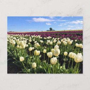 Postal Campo de tulipanes blancos y púrpuras con globo ae